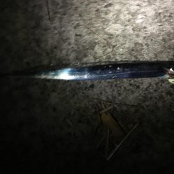 渋い中なんとか太刀魚